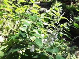 Image result for Isodon