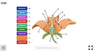Bagian bunga dan penjelasannya sumber: Permainan Bagian Bagian Bunga Dan Fungsinya Belajar Mandiri Yuk