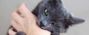 Another possible reason why a cat might demonstrate apparent unprovoked aggression is when aggression is transferred from one animal to another. How To Stop Your Cat From Biting Hartz