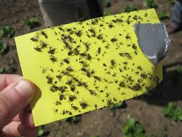 Maggots don't just show up out of nowhere; Vegetable Cabbage Root Maggot Umass Center For Agriculture Food And The Environment