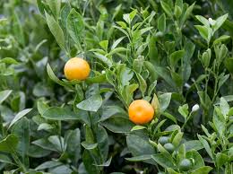 The california historical landmark is located at 400 glen drive in oroville, california. How To Grow Orange And Lemon Trees Bbc Gardeners World Magazine