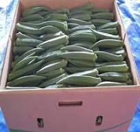 Good Venting Quality Okra Packaging Boxes From Packaging Design Companies  in China