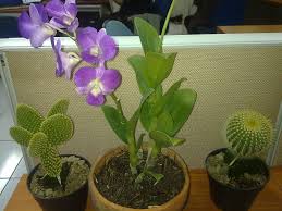 Maybe you would like to learn more about one of these? 80 Tren Gaya Bunga Hias Untuk Meja Kantor Bunga Hias