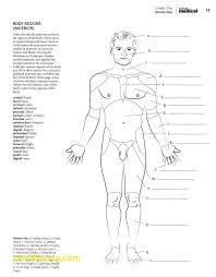 68 Luxury Stock Of Anatomy And Physiology Coloring Workbook Answer Key