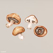 Hand Drawn Watercolor Of Mushroom Premium Image By Rawpixel Com Mushroom Drawing Stuffed Mushrooms How To Draw Hands
