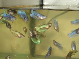 Baby Betta Fish Bing Images Betta Fish Baby Betta Fish Betta