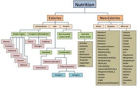 Flow Chart Macronutrients Micronutrients Nutrition