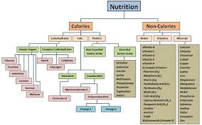 flow chart macronutrients micronutrients nutrition