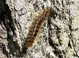 These spines release a painful venom when touched, even slightly. Maine S Ultimate Guide To Browntail Moths Browntail Moth Identification