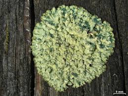 Image result for Melinis ambigua