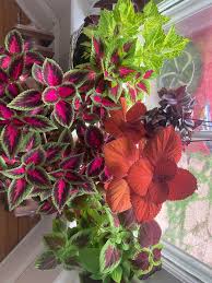 Maybe you would like to learn more about one of these? Anybody Else Grow Coleus Indoors Year Round Houseplants