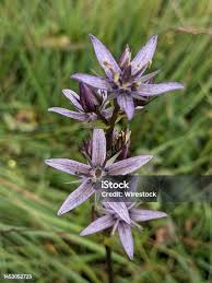 Image result for Swertia erosula
