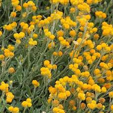 Check spelling or type a new query. Ground Cover Plants Nurseries Online