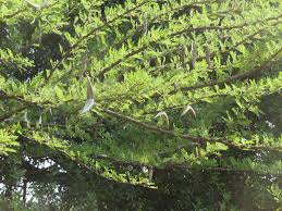 Image result for Acacia luederitzii