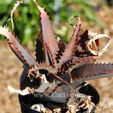 Image result for Aloe pienaarii