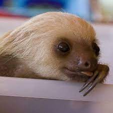 See A Sloth That S Not In Captivity Check So Cute With It S Ugly Lil Face Cute Animals Sloth Animals Cute Animals
