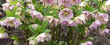 Check out our lenten rose selection for the very best in unique or custom, handmade pieces from our plants shops. Helleborus Hellebore Lenten Rose Helleborus Orientalis Mixed Hybrids Noids