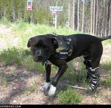 Pin On Orthopets Success Stories