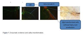Image result for Phyllanthus odontadenius
