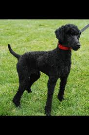 Pin On Poodle Cuts