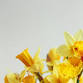 Mindfulness morning with the Daffodil Sangha event image