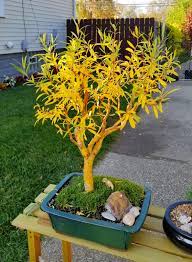 Looking for a good deal on bonsai willow? Loving The Fall Colors On My Golden Curl Willow I Picked Up From Home Depot This Spring Bonsai