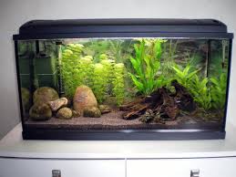 49 Small Garden Aquarium Ideas To Beautify Your Green World Http Coziem Com Index Php 2018 1 Fish Aquarium Decorations Tropical Fish Tanks Aquarium Fish Tank