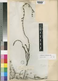 Image result for Anthospermum