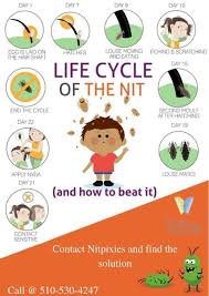 Know About The Life Cycle Of Head Lice Nitpixies Head Louse Louse Lice Remedies