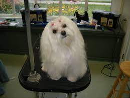 Browse pet grooming salons at alibaba.com. All Pets Grooming Salon Home Facebook