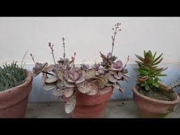 Image result for Kalanchoe humilis