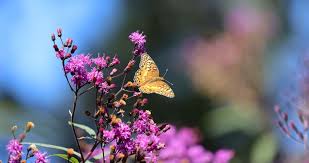 Image result for Vernonia natalensis