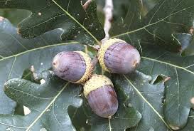 Image result for white oak leaf