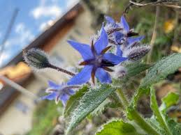 Image result for Borago