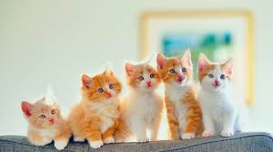 Muchas veces es un compañero. Por Que Hoy Se Celebra El Dia Internacional Del Gato Rosario3