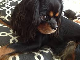 Black And Tan Cavalier King Charles Puppy 