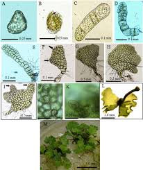 Image result for Actiniopteris pauciloba