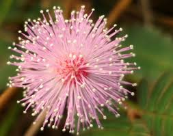 Pin On Garden Plants Greenhouses Conservatories Botanical Gardens Botanical Parks And Preserves