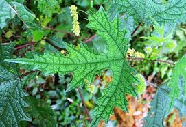 Image result for Girardinia