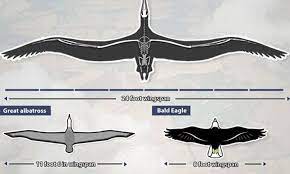 Maybe you would like to learn more about one of these? Condor With 24 Foot Wingspan Soared Across The Skies 28m Years Ago Daily Mail Online
