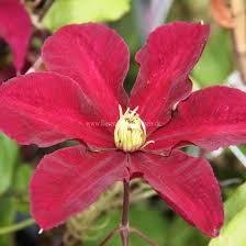 Pin Von Tine Becker Auf Garten Clematis Rosensorten Pflanzen