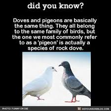 Fun Fact Fun Facts Wtf Fun Facts Did You Know Facts