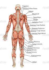 This chapter is divided into three main sections: Anatomy Of Body Anatomy Of Male Muscular System Posterior View Full Body Didactic Body Anatomy Muscular System Anatomy Body Muscle Anatomy