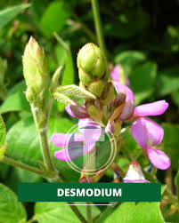 Image result for Desmodium intortum