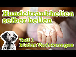Traumeel Fur Hunde Erfahrungen Dosierung Nebenwirkungen Kaufberatung