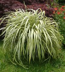 Image result for Phormium