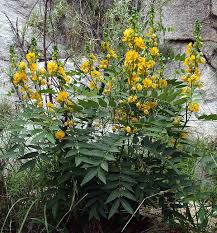Image result for Vernonia hirsuta