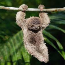 In fact, the number of species living in these two types of tropical forests is more than all other habitats combined. Cute Rainforest Mammals Pets Lovers
