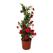 Image result for Dactyladenia