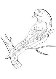 There are tons of great resources for free printable color pages online. Coloring Pages Cuckoo Bird Coloring Page For Kids